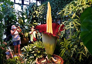 Kenneth Square, Pennsylvania, U.S.A - July 14, 2020 - Visitors wearing mask taking a picture of Titan Arum, the corpse flower at