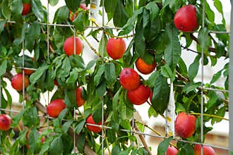 A bunch of red nectarine `Fantasia` fruits