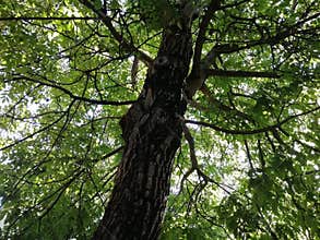Environment green tree with tree trunk