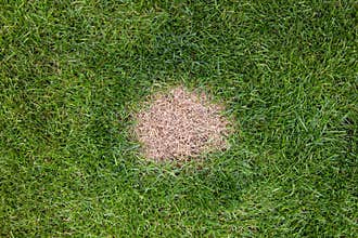 A brown spot or dead patch of grass caused by dog urine