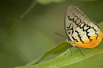 Butterfly on leaf