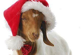 Goat dressed up with santa hat