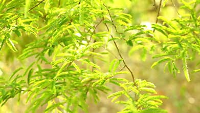 Vibrant Green Tamarind Tree Foliage Forest