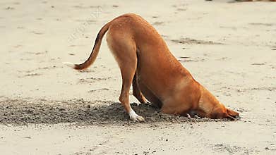 Dog digging sand on the beach