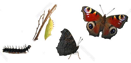 Peacock butterfly transformations