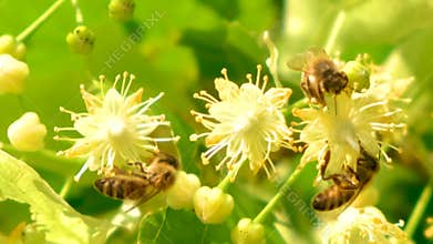 Honey bee, apis melifera, pollinating blooming tree blossoms, close up