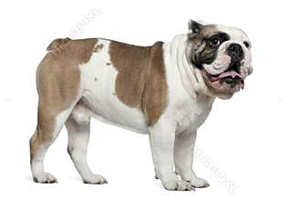 English bulldog, 3 years old, standing