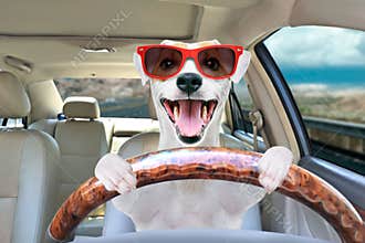 Portrait of a funny dog behind the wheel of a car