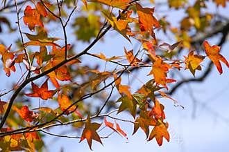 Fall Foliage at the Nature Preserve