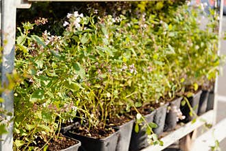 Greenery horticultural, botanical decoration herbs. Garden market, shop