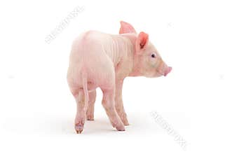 Pig
