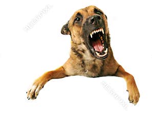 Aggressive dog