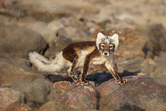 Arctic fox Vulpes lagopus also known as polar fox in summer
