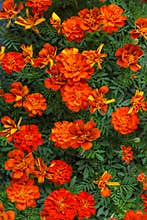 Flower seedlings in pots at the farmers market.Red-orange marigolds