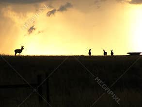 Antelope silhouettes