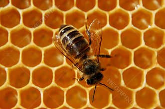 Bee on honeycomb