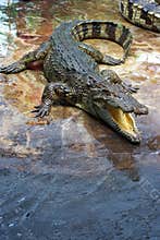 Crocodile