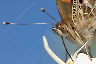 Macro of head and body of painted lady butterfly