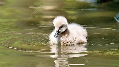 Baby black swans swimming in the lake, cute fluffy cygnets floating on the water, looking for food and cleaning itself, 4k footage