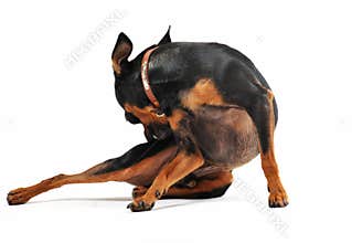 Miniature pinscher scratching
