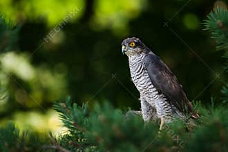 The sparrow hawk