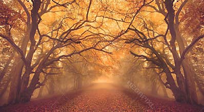 Warm glow Fall Autumn forest woods with path