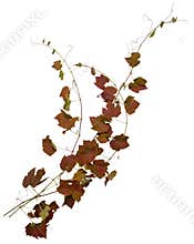 Cut out ivy plant. Wine plant in autumn