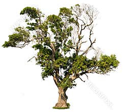Cut out savannah tree. Ancient tree