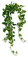Cut out ivy plant. Tropical vegetation
