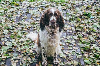 Dog bread English springer spaniel sits in autumn forest