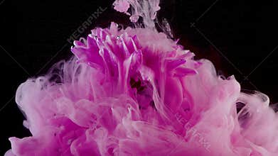 Flower under water and spray pink, color explosion concept, bright idea.