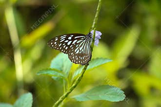 A beautiful, differently patterned butterfly right before the greenery and on a part of a plant. Stripes on wings are visible.