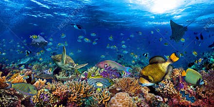 Underwater coral reef landscape wide 2to1 panorama background  in the deep blue ocean with colorful fish sea turtle marine wild