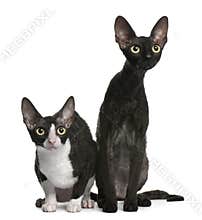 Two Cornish Rex cats, 7 months old, sitting