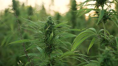 4k resolution video of close up cannabis leafs and narcotic bud in hemp plantation. With sun flare in sunset. Medicinal