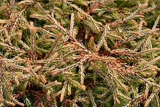 Mr. Bowling Ball Arborvitae
