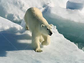 Polar bear