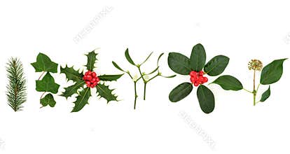 Winter Flora and Fauna