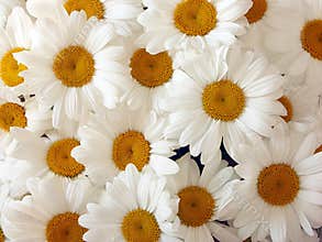 Daisies