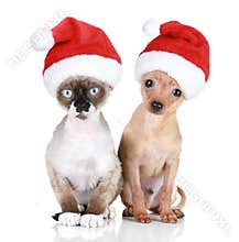 Funny cat and dog in christmas hats