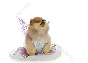 Puppy angel