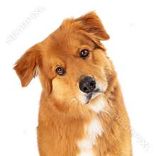 Large Brown Crossbreed Dog Tilting Head