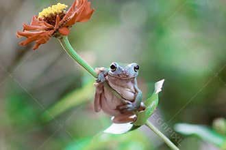 Tree frogs, australian tree frogs, dumpy frogs on flowers