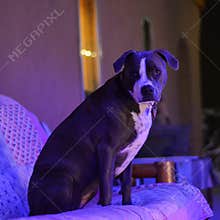 Bijou the pretty pitbull throwing forlorn looks in the soft glow of the Christmas decorations