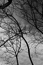 Black White Tree