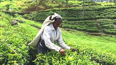 Sri Lanka, July 15 2017 - Tamil woman breaks tea leaves close to Lipton`s seat, Sri Lanka