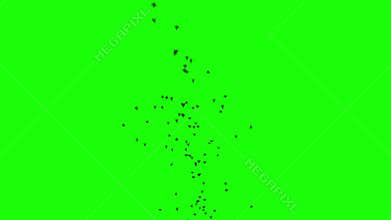 A flock of black birds flies on greenscreen. Silhouettes of birds fly from bottom to top