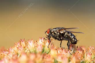 Closeup of flies