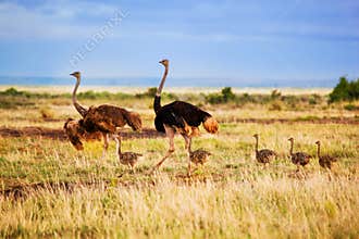 Ostrich family on savanna, Amboseli, Kenya