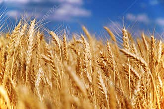 Wheat grain field